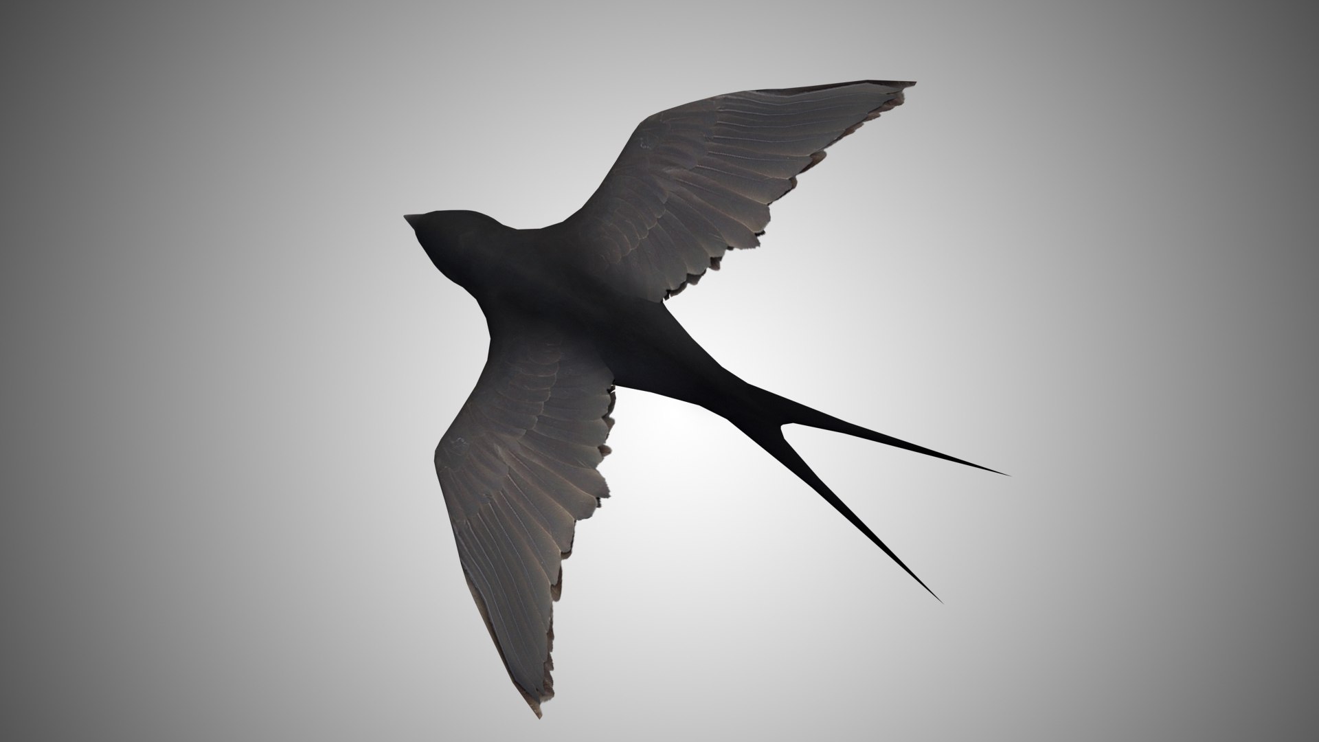 rigged realistic 3D model https://p.turbosquid.com/ts-thumb/Y1/kK8Mt5/TU1XETFa/swallow01/jpg/1597095764/1920x1080/fit_q87/b77daa85fcae1192c82ee380337cfb5682b6b54d/swallow01.jpg