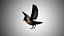 Collection d'oiseaux gréés Low Poly