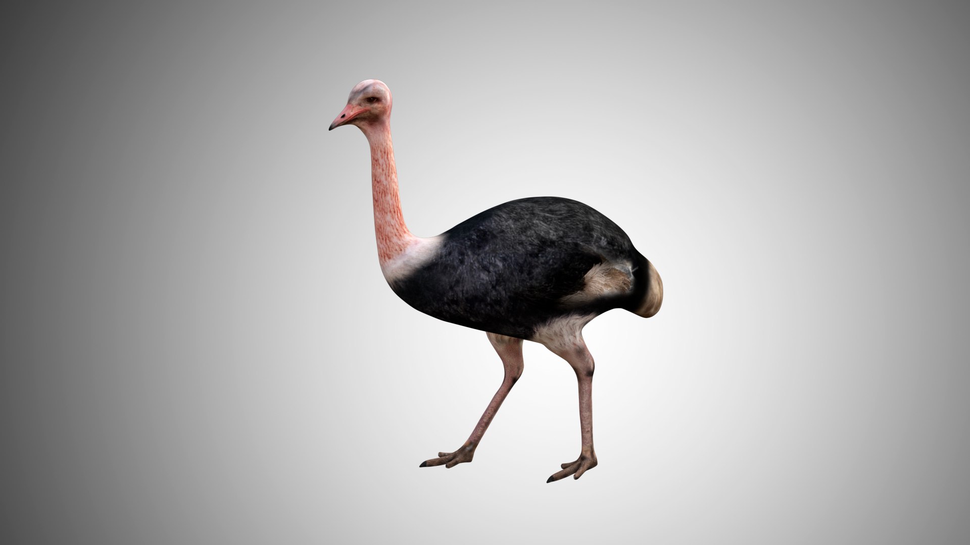 rigged realistic 3D model https://p.turbosquid.com/ts-thumb/Y1/kK8Mt5/bTioLMTr/ostrich06/jpg/1597095497/1920x1080/fit_q87/8271ebb7b2136e221da13ba36b62ef2b04bc6c57/ostrich06.jpg