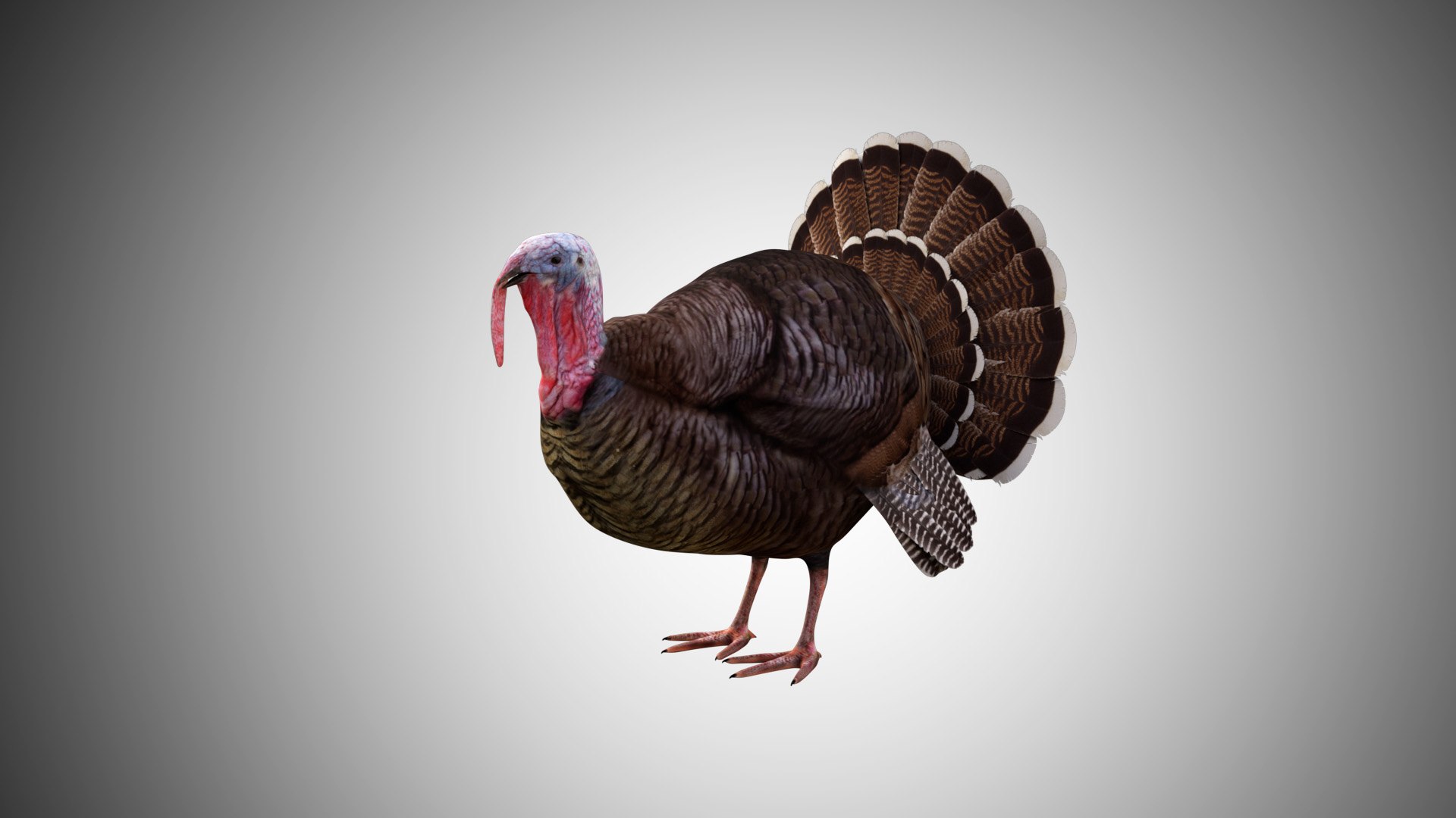 rigged realistic 3D model https://p.turbosquid.com/ts-thumb/Y1/kK8Mt5/c4Ugpsg5/turkey01/jpg/1597095561/1920x1080/fit_q87/f18c79705eb53a801179824678aa992c22785bda/turkey01.jpg