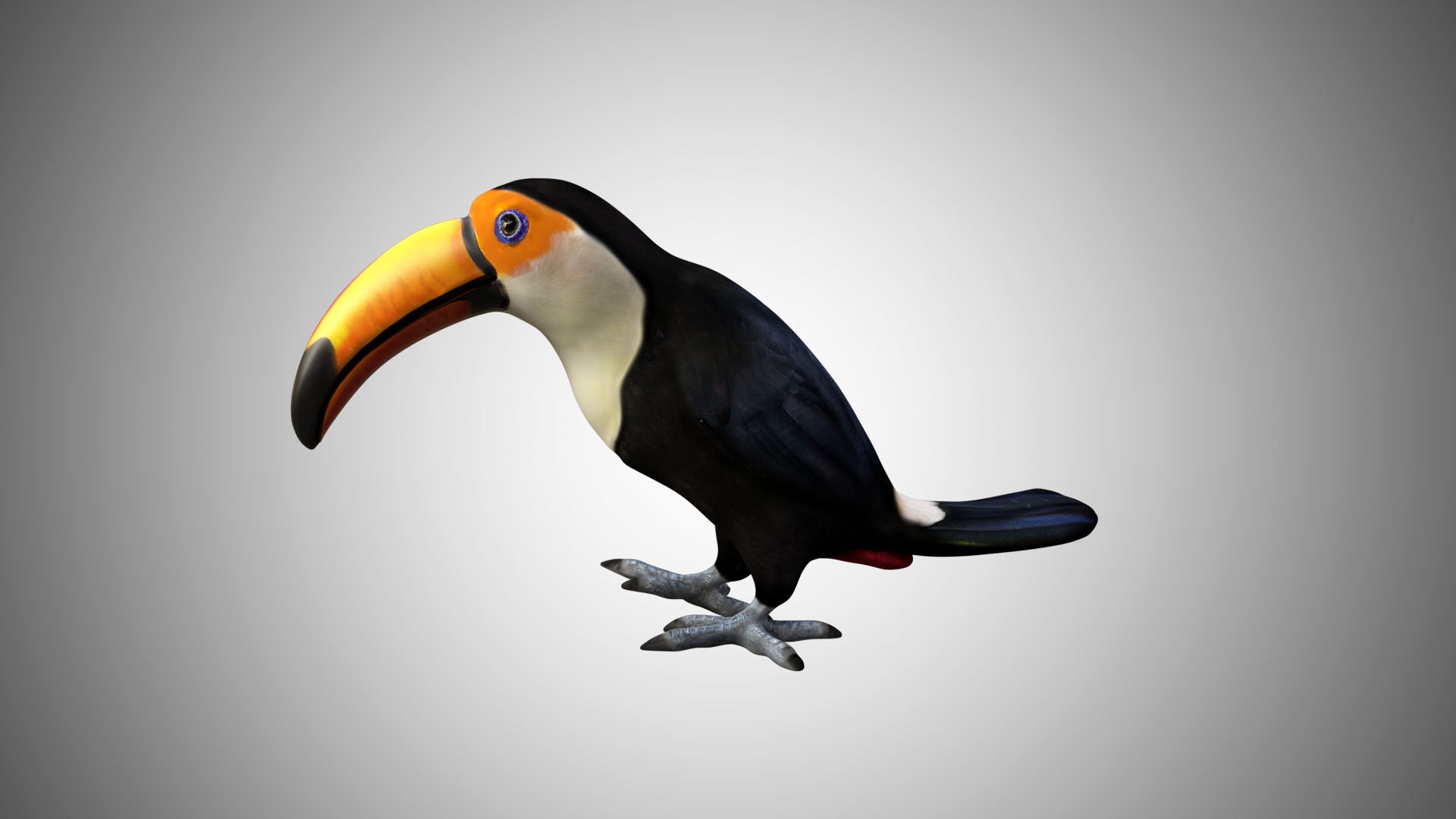 rigged realistic 3D model https://p.turbosquid.com/ts-thumb/Y1/kK8Mt5/diCsNZ2l/toucan05/jpg/1597095367/1920x1080/fit_q87/335ba8dcc1af345078c34ac4c6c85c6be358adfd/toucan05.jpg