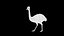 Collection d'oiseaux gréés Low Poly