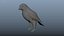 Collection d'oiseaux gréés Low Poly