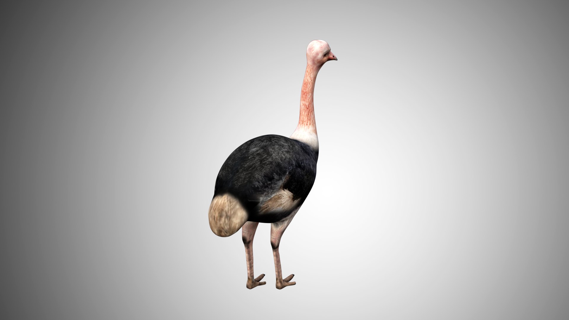 rigged realistic 3D model https://p.turbosquid.com/ts-thumb/Y1/kK8Mt5/mornLEar/ostrich03/jpg/1597095497/1920x1080/fit_q87/898f6710fa172594683376a42aec50090dd4bf5e/ostrich03.jpg
