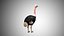 Collection d'oiseaux gréés Low Poly