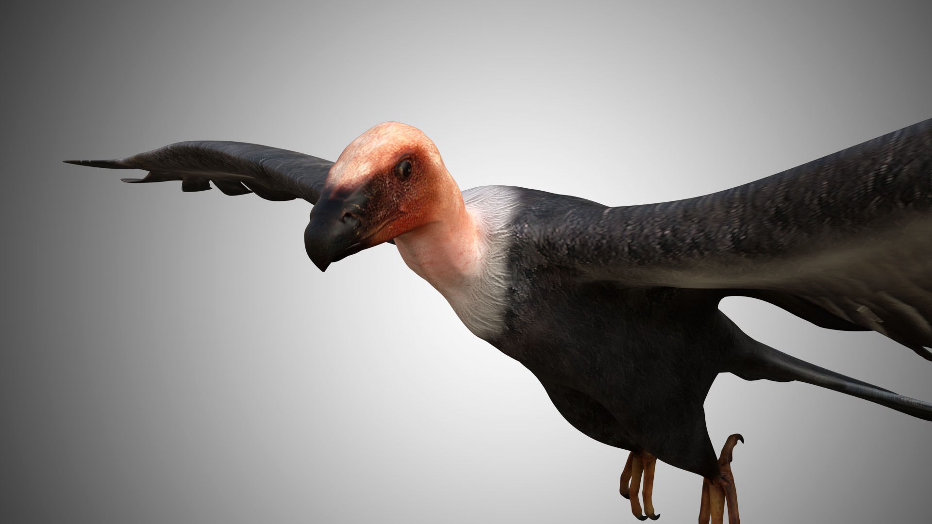rigged realistic 3D model https://p.turbosquid.com/ts-thumb/Y1/kK8Mt5/u42HtzZ2/vulture01/jpg/1597095306/1920x1080/fit_q87/d098b647439208a3982da769159306168760022d/vulture01.jpg