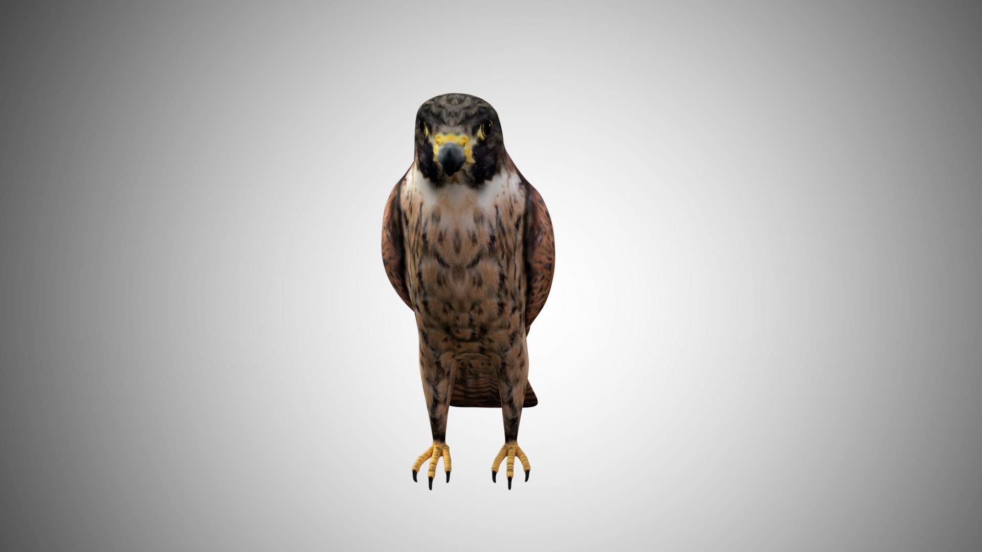 rigged realistic 3D model https://p.turbosquid.com/ts-thumb/Y1/kK8Mt5/utB7DRet/falcon02/jpg/1597095673/1920x1080/fit_q87/803d1e5befe9efdb4a354fe0e9465152b4cebb37/falcon02.jpg