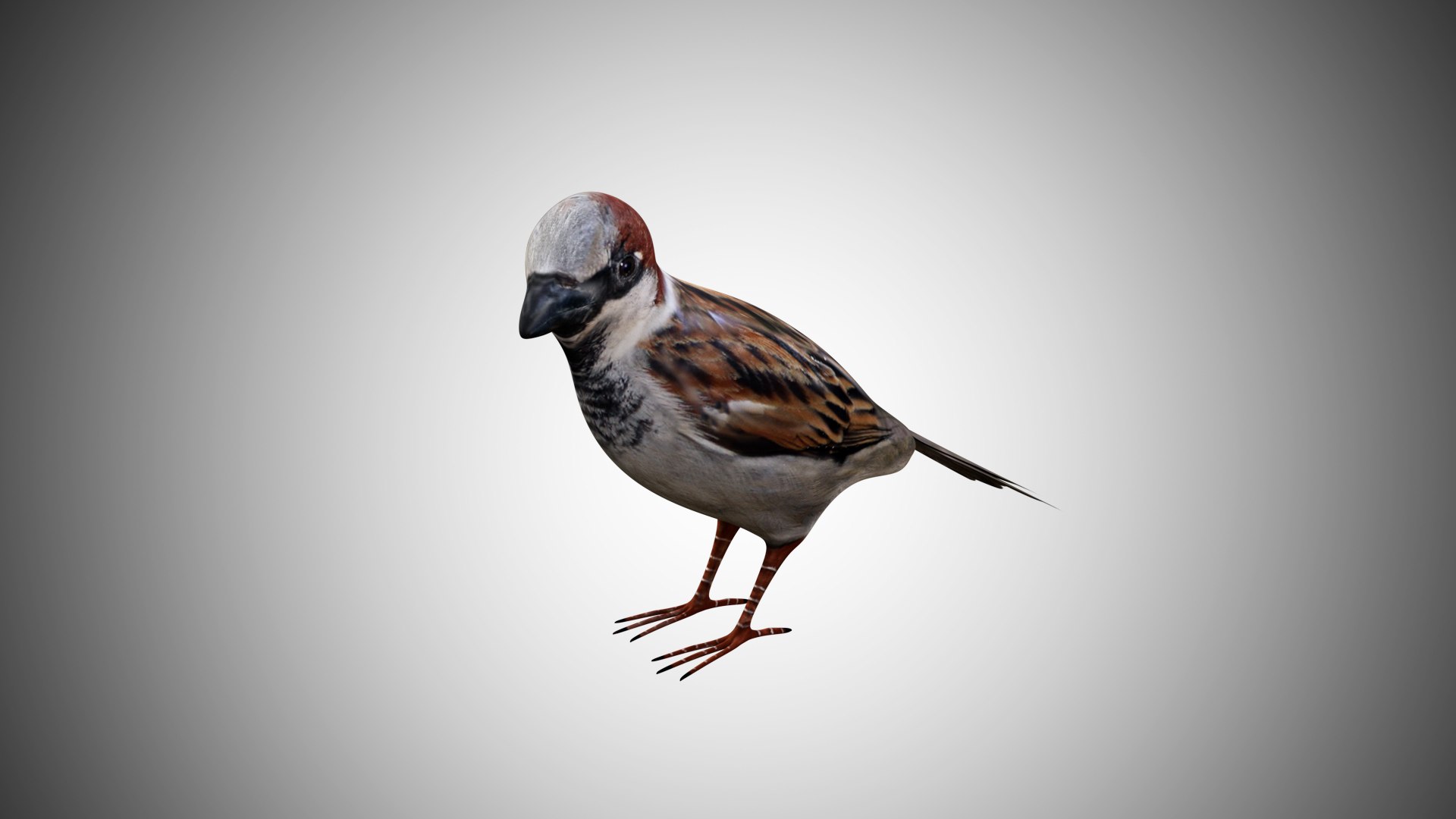 rigged realistic 3D model https://p.turbosquid.com/ts-thumb/Y1/kK8Mt5/yzqoqkmr/sparrow03/jpg/1597095280/1920x1080/fit_q87/f1a28c10fe66f2a7373003cad7a471436c2a3d4e/sparrow03.jpg