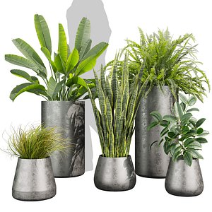 3D model realistic 3d palnt model - banana - fern - rubber - sansveria - Cymbopogon - 627