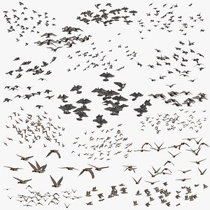 Flocks of Ducks and Pigeons Flying