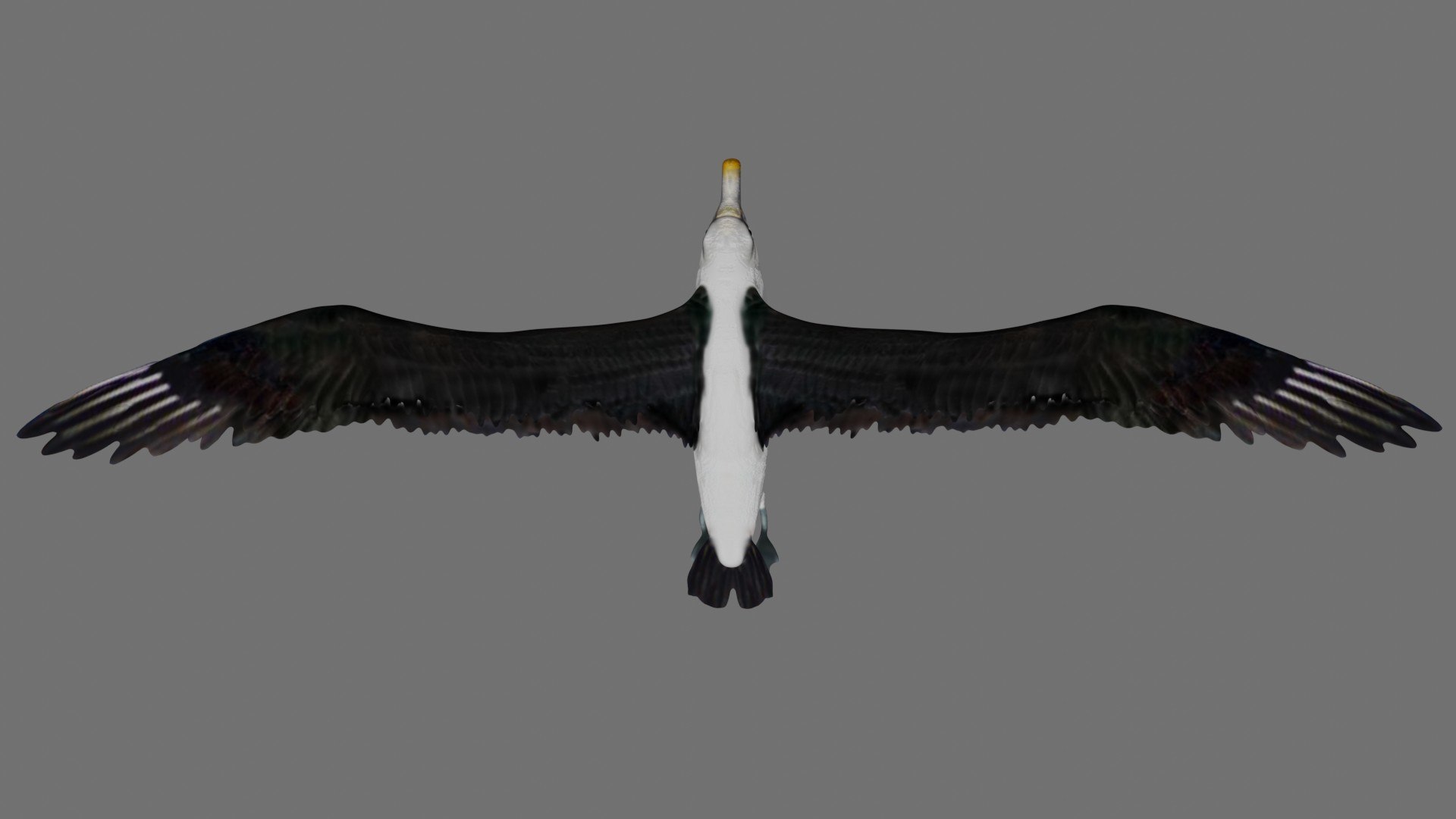 Fully Rigged Low Poly Albatross 3D model https://p.turbosquid.com/ts-thumb/Y2/8u5rVG/Rp/5/jpg/1624542246/1920x1080/fit_q87/9262766f57158b2d849ea28ce4ba5d8902478802/5.jpg