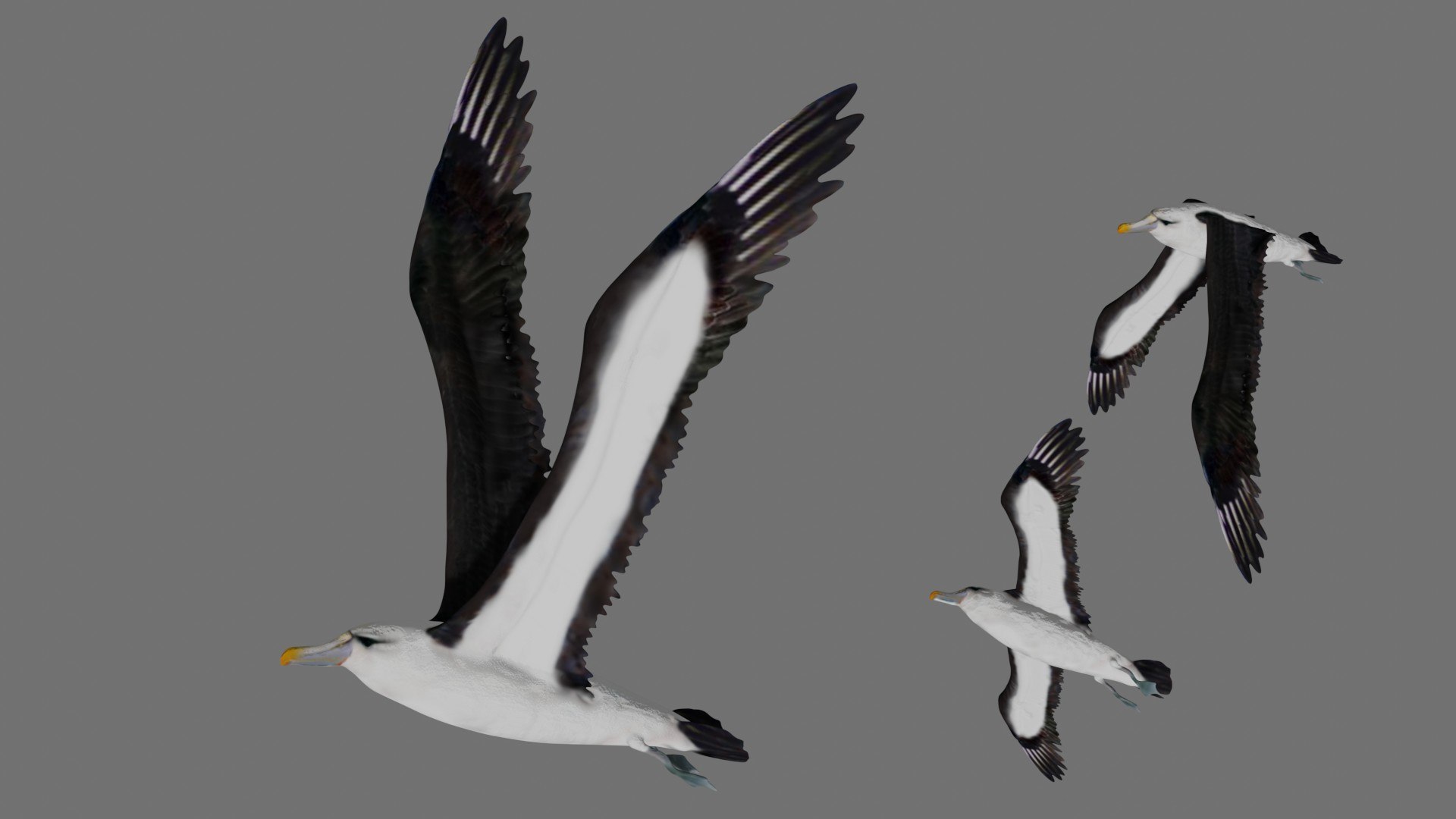 Fully Rigged Low Poly Albatross 3D model https://p.turbosquid.com/ts-thumb/Y2/8u5rVG/Xj/1/jpg/1624542244/1920x1080/fit_q87/d1e73d667c6332ca9649e6b86ff0c044d39db350/1.jpg