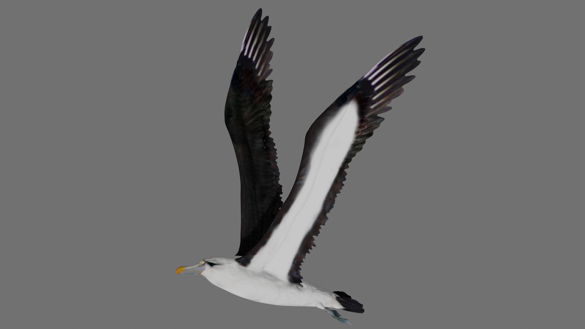 Fully Rigged Low Poly Albatross 3D model https://p.turbosquid.com/ts-thumb/Y2/8u5rVG/nU/2/jpg/1624542243/1920x1080/fit_q87/71ab7c8de2848b2d003940f77e27ba26a5bd8da1/2.jpg