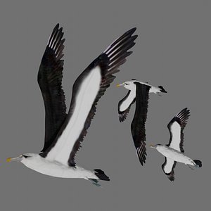 Fully Rigged Low Poly Albatross