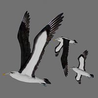 Fully Rigged Low Poly Albatross