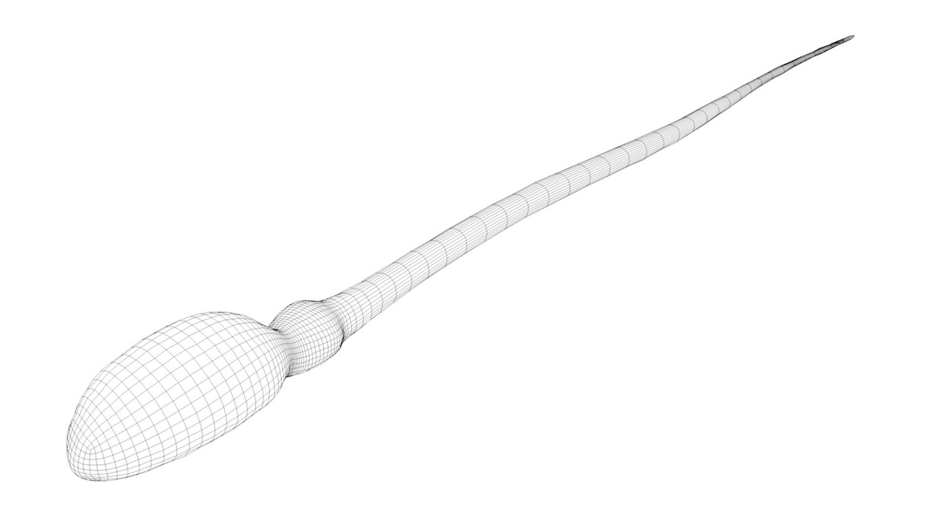 3d spermatozoon https://p.turbosquid.com/ts-thumb/Y2/QokWrY/2aCpxumo/pic_5/jpg/1351265777/1920x1080/fit_q87/fc11c44deb3b59130ed0cbf82be46a5739f9f485/pic_5.jpg
