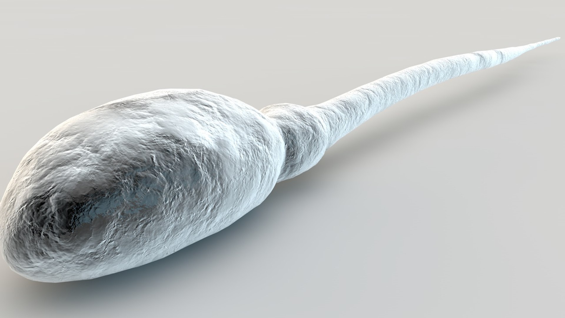 3d spermatozoon https://p.turbosquid.com/ts-thumb/Y2/QokWrY/UXsiOOMs/pic_3/jpg/1351265762/1920x1080/fit_q87/11cc9c90ab32e269d6b2e9573d939087d78485bd/pic_3.jpg
