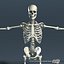 Circulatory System and Skeleton (No Textures)