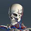 Circulatory System and Skeleton (No Textures)
