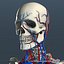 Circulatory System and Skeleton (No Textures)