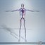 Circulatory System and Skeleton (No Textures)