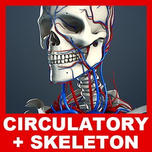 Circulatory System and Skeleton (No Textures)