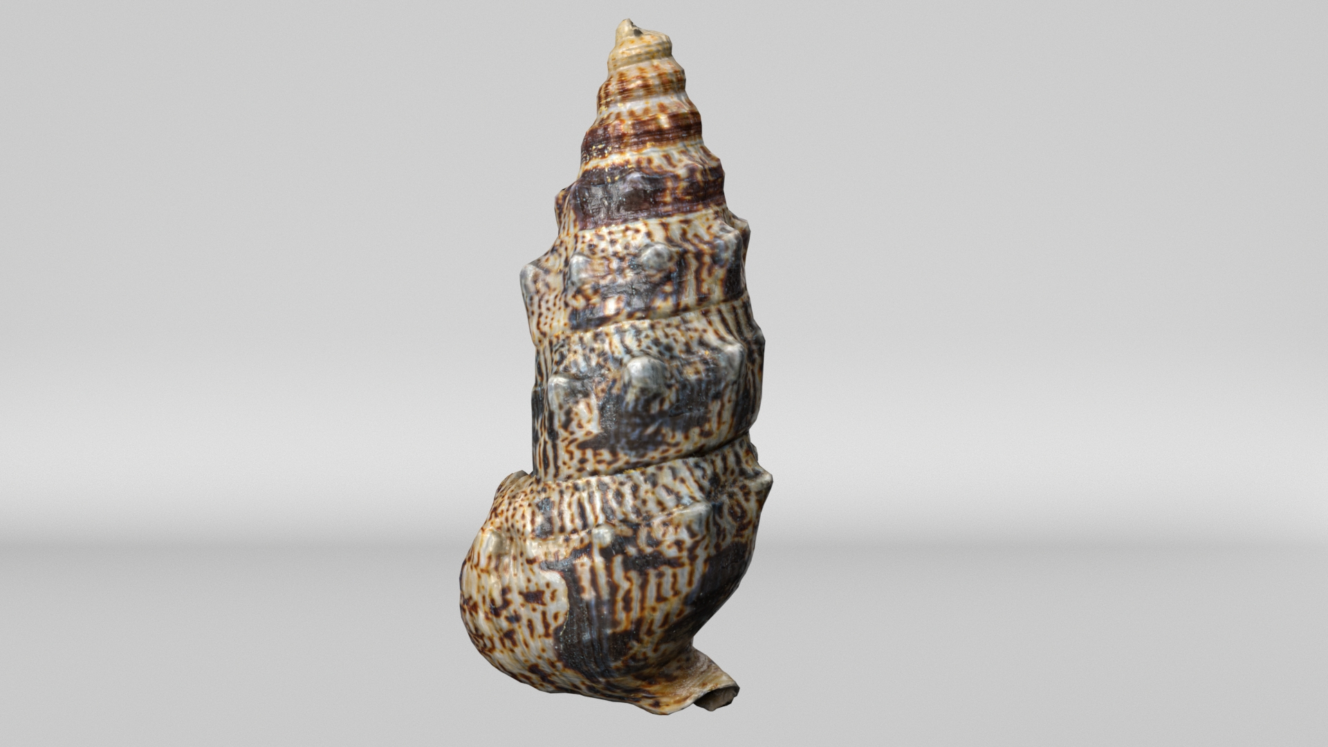 3D model 8K Small Smooth Shell 2 https://p.turbosquid.com/ts-thumb/Y2/WDcXuM/30/turntable/jpg/1764955149/1920x1080/turn_fit_q99/4926741729d9145ad9cd062f8ca639d16bf55872/turntable-1.jpg