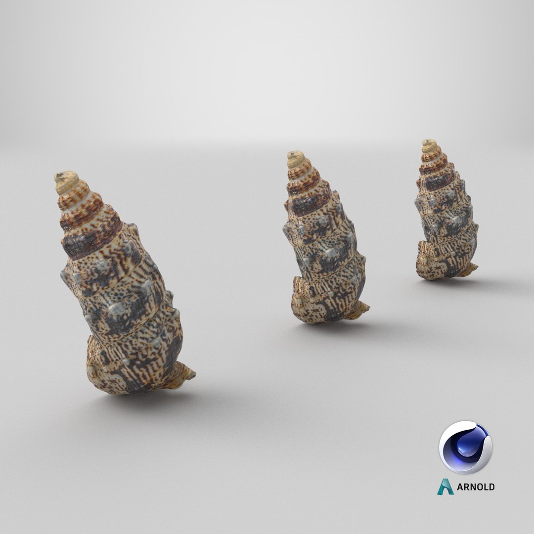 3D model 8K Small Smooth Shell 2 https://p.turbosquid.com/ts-thumb/Y2/WDcXuM/33/stemcell_cinema_4d_arnold_render/png/1765226283/1920x1080/fit_q87/8ed71d5954a3b548c86f32990db30413ee4cb566/stemcell_cinema_4d_arnold_render.jpg