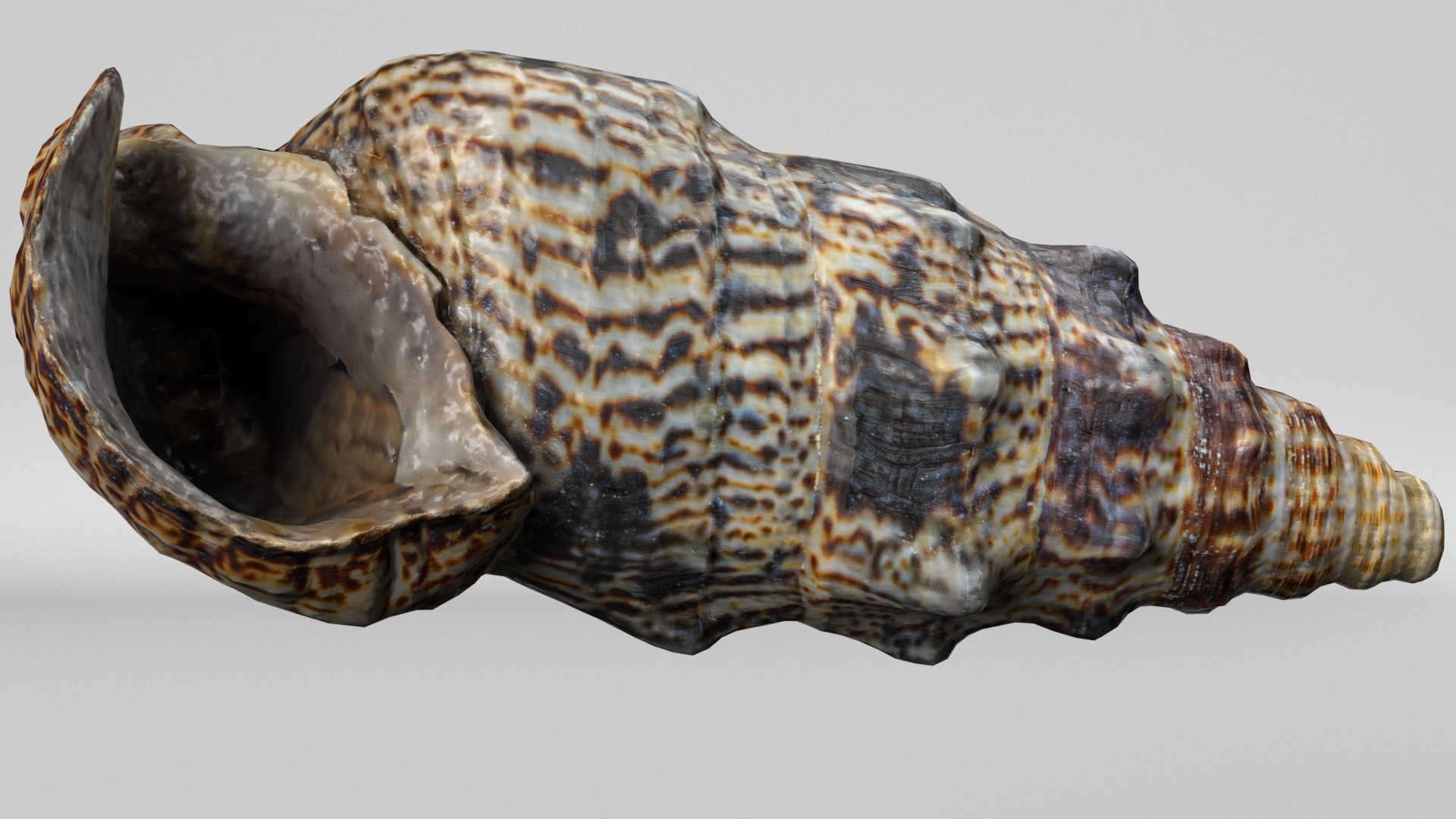 3D model 8K Small Smooth Shell 2 https://p.turbosquid.com/ts-thumb/Y2/WDcXuM/7i/render4/jpg/1764955164/1920x1080/fit_q87/f32b499c7e34cdecdb53f2727938e08ab99d89a1/render4.jpg