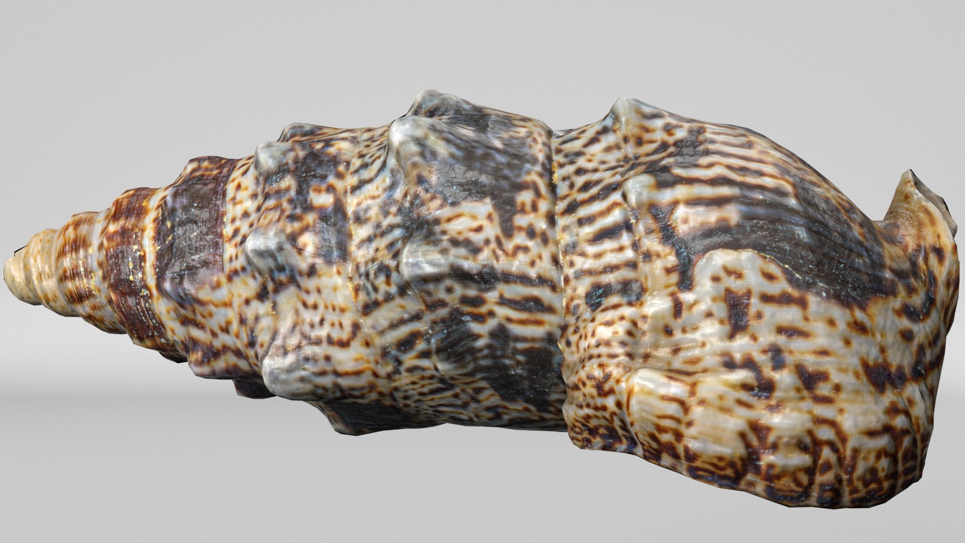 3D model 8K Small Smooth Shell 2 https://p.turbosquid.com/ts-thumb/Y2/WDcXuM/GL/render3/jpg/1764955164/1920x1080/fit_q87/1511c641408d400cd1313d93f13ea944903f80c3/render3.jpg