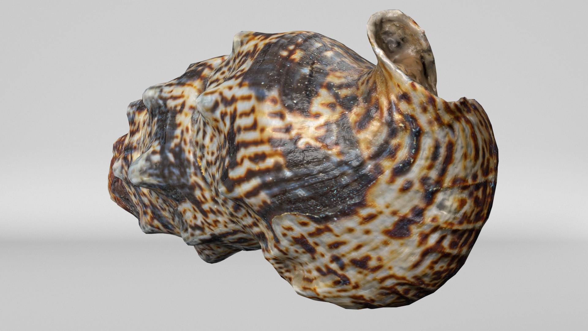 3D model 8K Small Smooth Shell 2 https://p.turbosquid.com/ts-thumb/Y2/WDcXuM/Gn/render6/jpg/1764955165/1920x1080/fit_q87/e2f3255b28020d7efd2c4b339a4e7a1e3e7f8b1f/render6.jpg
