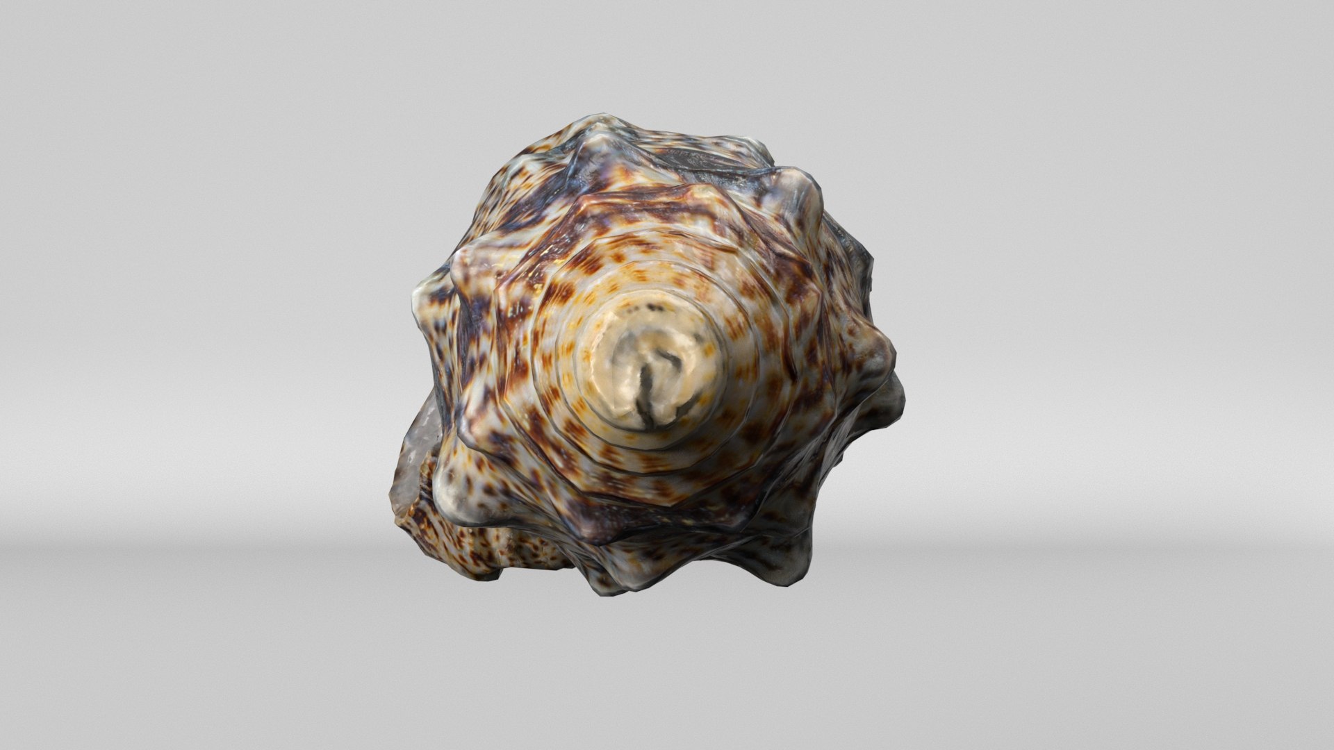 3D model 8K Small Smooth Shell 2 https://p.turbosquid.com/ts-thumb/Y2/WDcXuM/ZR/render5/jpg/1764955165/1920x1080/fit_q87/ef695c6f999dcdd39824d88e643a54f5570bbecc/render5.jpg