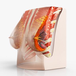Mammary Glands System - Lactation