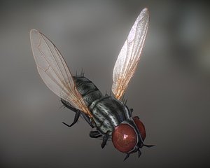 Animated Housefly