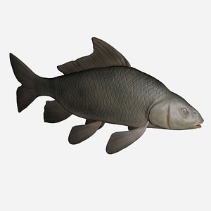 common carp fish 3d 3ds