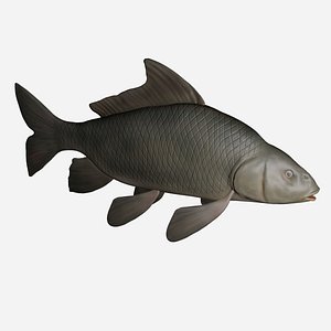 Common Carp Fish