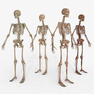 Bloody Human Skeleton - 4 PBR Material Variants 3D model