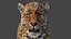 3D Big Cats Ultimate 3d Models Bundle model