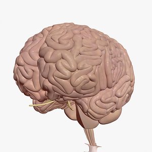 Brain