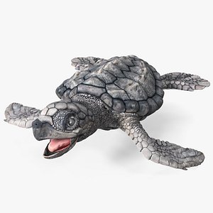 Baby Sea Turtle Gray Rigged