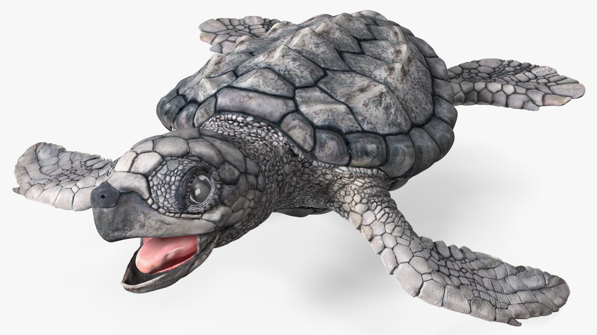 Baby Sea Turtle Gray Rigged 3D model preview