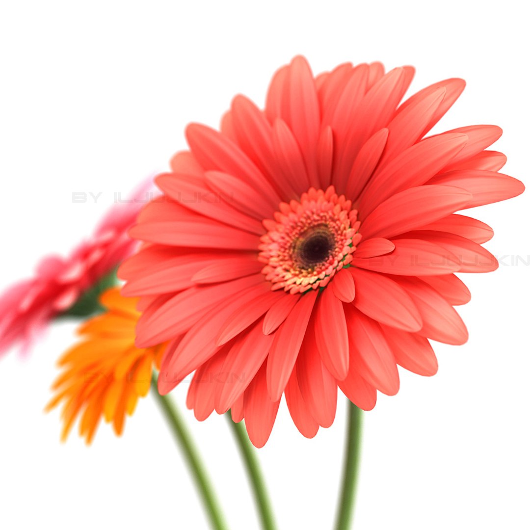 3d flower gerber https://p.turbosquid.com/ts-thumb/Y3/8JhiYl/03sBe6Mf/gerbera_vase_1_det_1/jpg/1331159203/1920x1080/fit_q87/ff17848fbe38de9aecfbedca6afe413b05e735b1/gerbera_vase_1_det_1.jpg