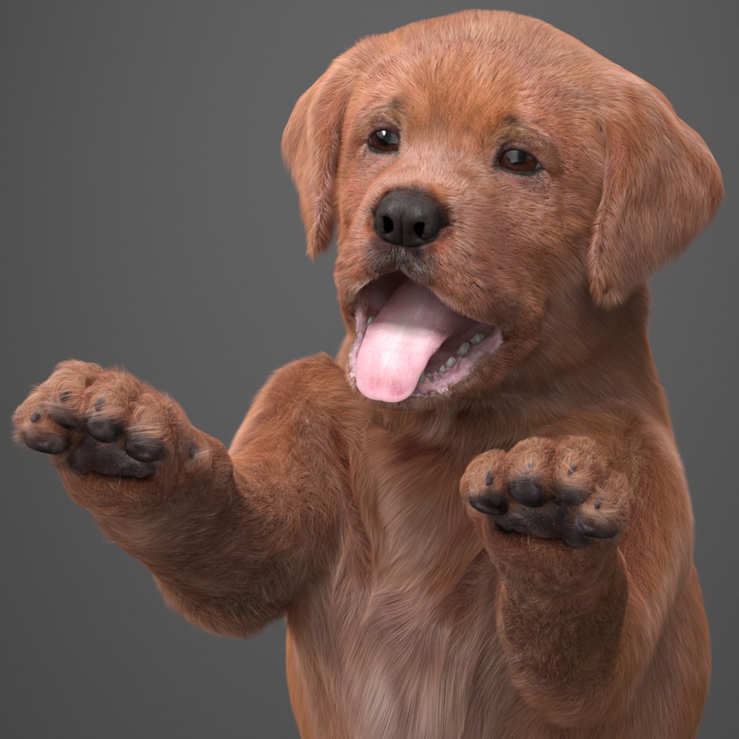 Playful Brown Labrador Puppy Standing Fur 3D model preview