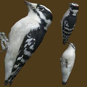 downy wood pecker 3d model