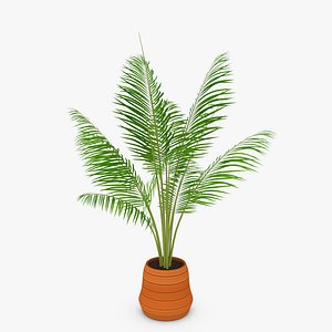Palm Tree