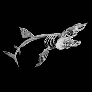 Shark Skeleton 3D model