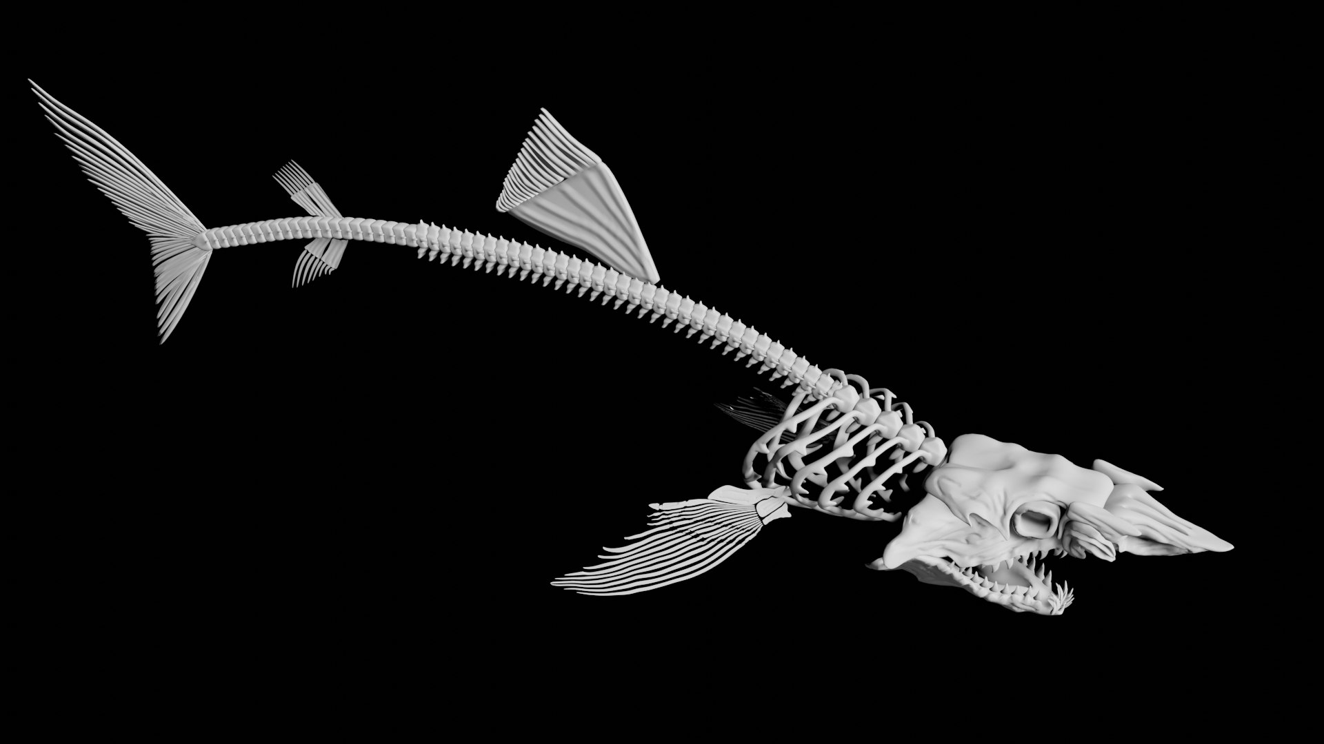 Shark Skeleton 3D Model - TurboSquid 1847245