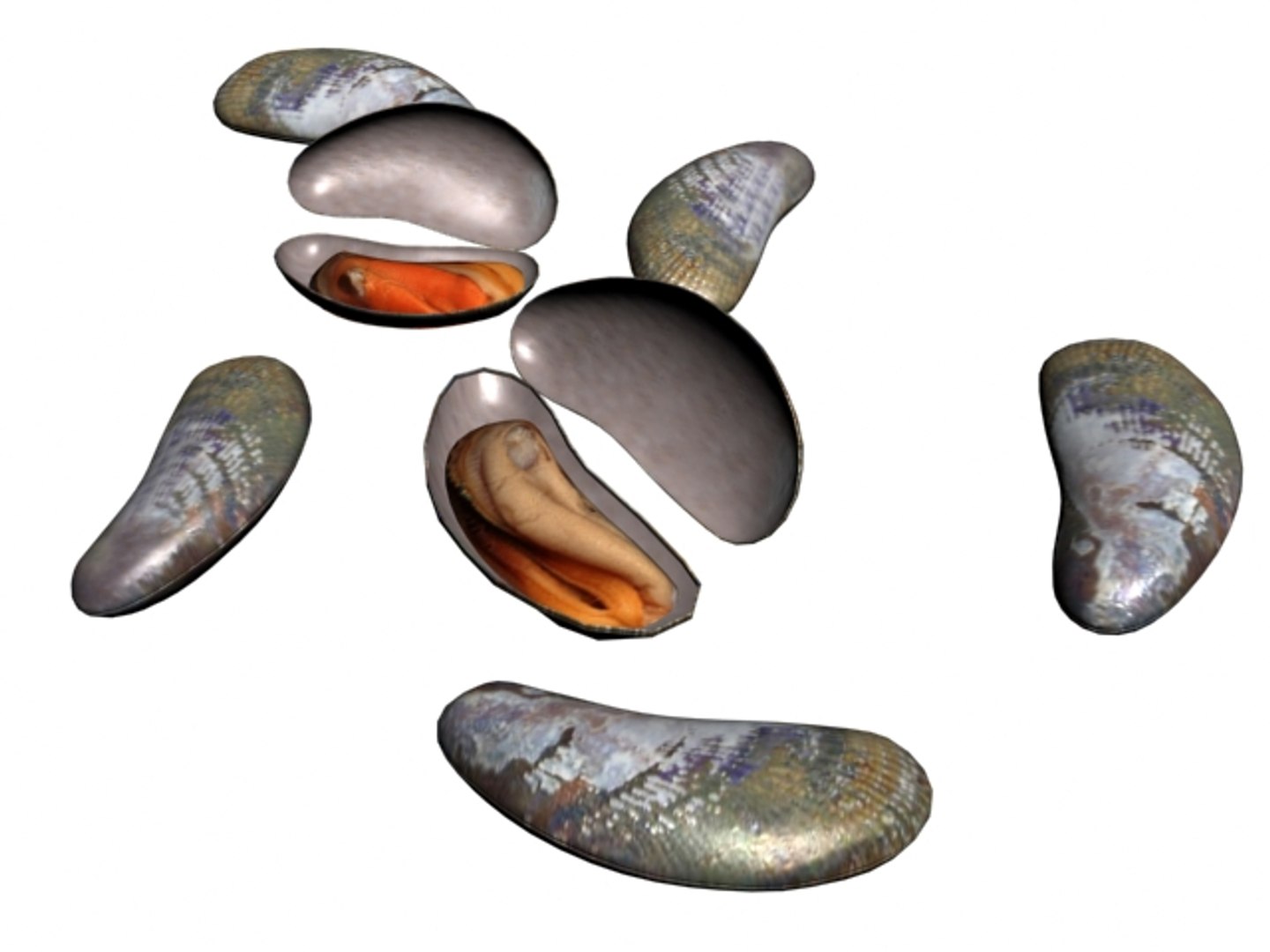 3D Shells Model - TurboSquid 1449062