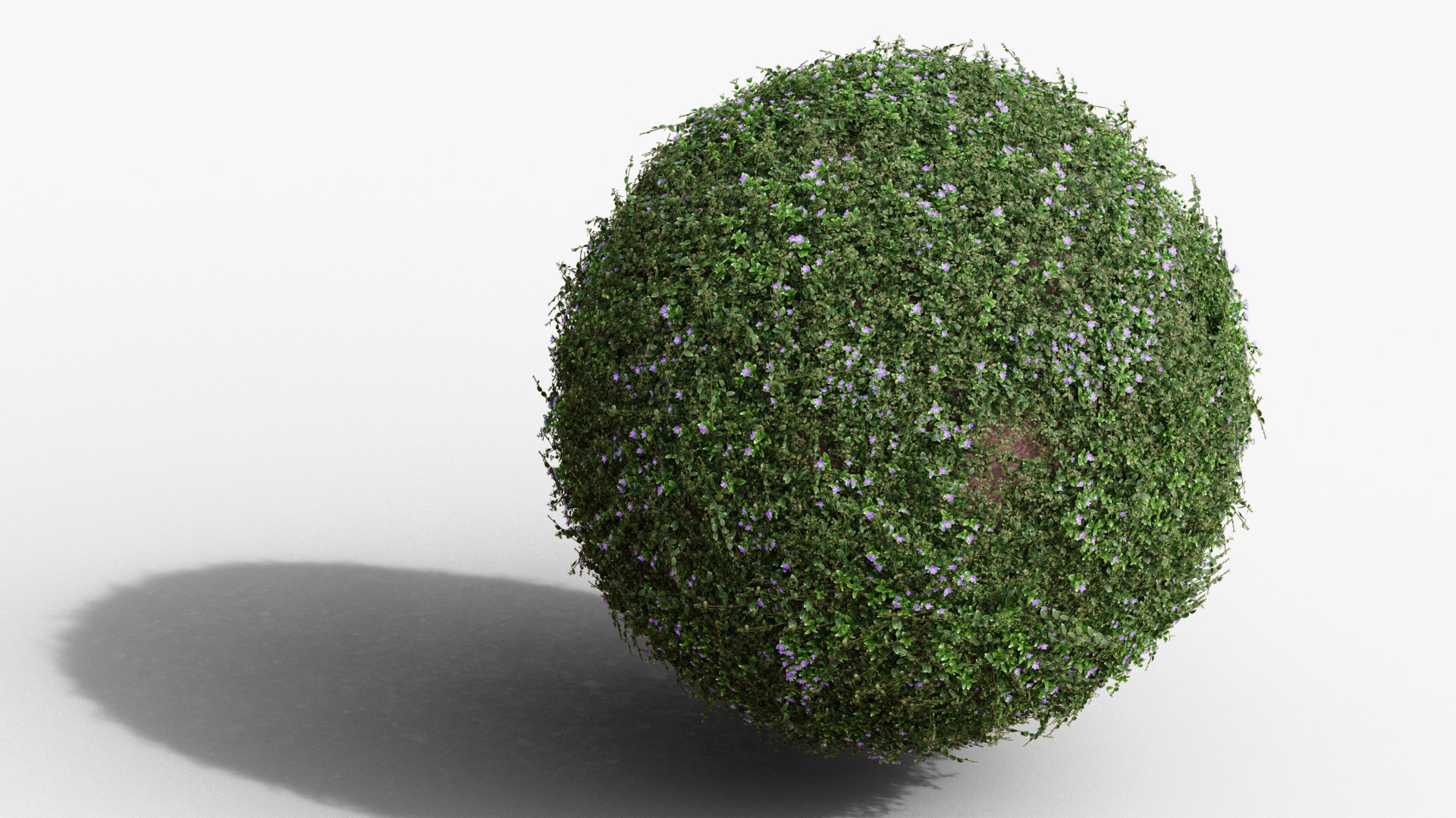 Vinca Minor Model - TurboSquid 1833173