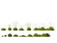 HighpolyLowpoly Festuca gautieri -  bearskin fescue